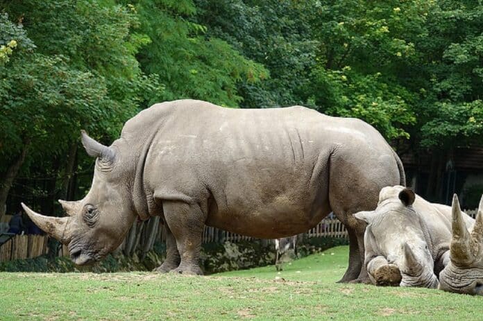 Image showing Rhinocéros.