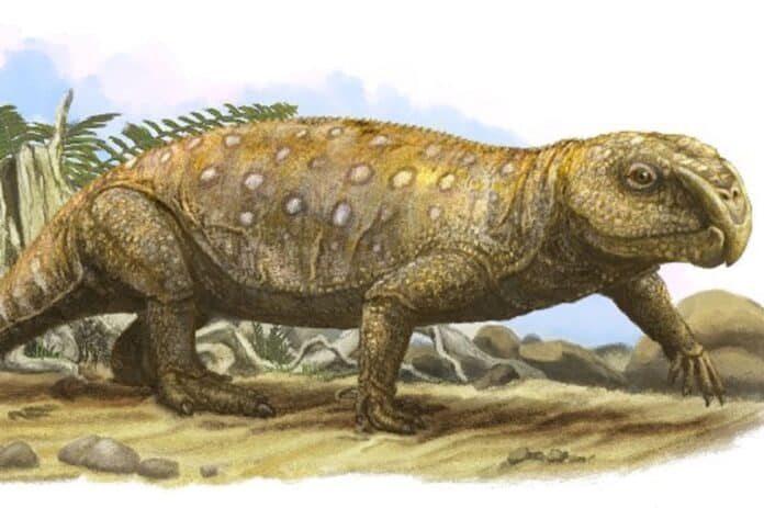 Image showing Rhynchosaur.