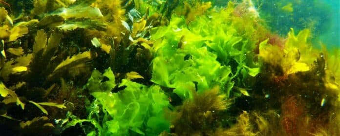 Image showing sea lettuce.