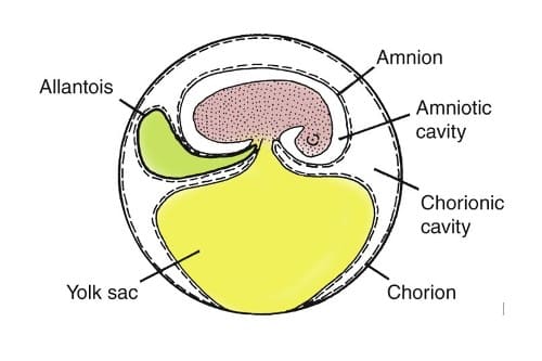 The amniotic egg, showing the semipermeable shell and the extraembryonic membranes.