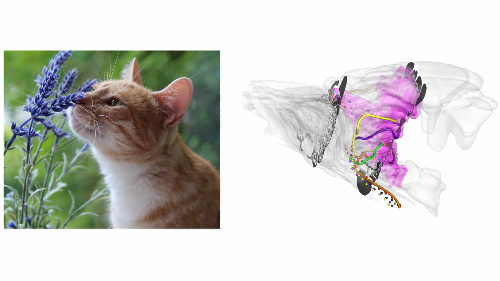 3D model to find that house cats’ noses