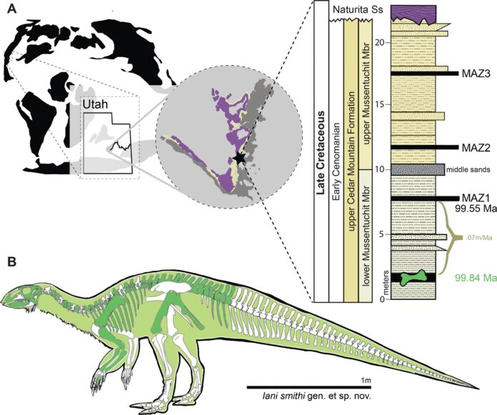 Graphical representation of preserved skeletal elements of the holotype specimen