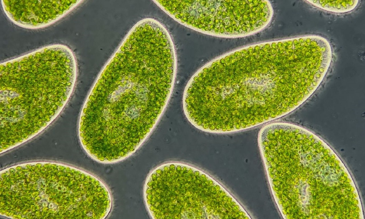 Microbes could be used to predict climate change
