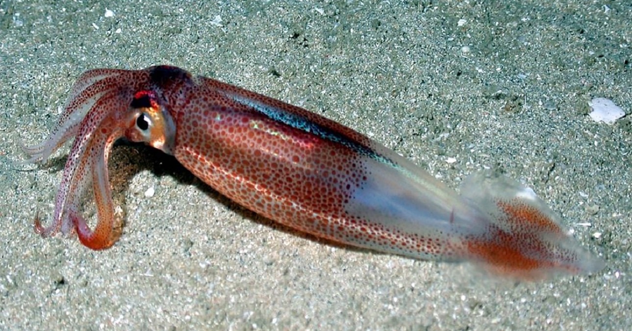 Image showing doryteuthis opalescen.