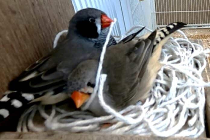 Image showing bird nest.