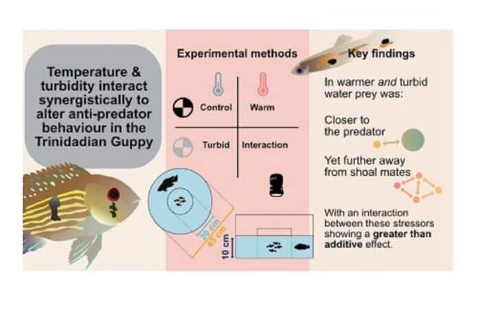 Image showing Guppy interactions.