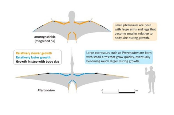 Image showing Pterosaur.