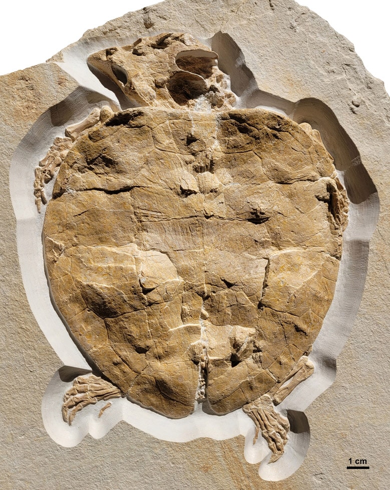 Perfectly preserved fossil of the Solnhofia parsonsi turtle, approx. 150 million years old