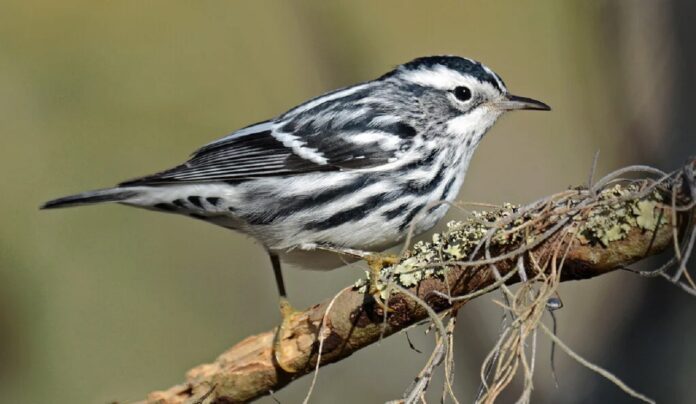 Image showing black and white warbler.