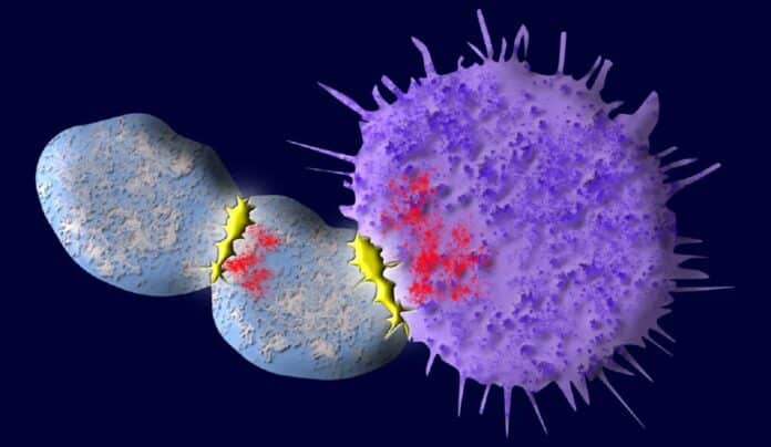 Image showing In CAR-T therapy, T cells in blue find antigens (red) and kill cancer cells (purple). But often, antigens attach to other T cells leading other T cells to attack their brothers and sisters.