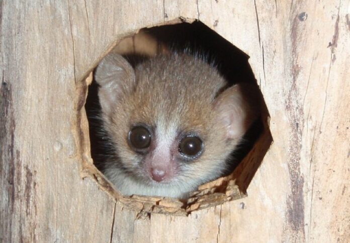 Image showing csm Mouse lemur.