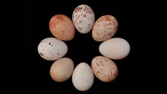 Image showing drongo eggs