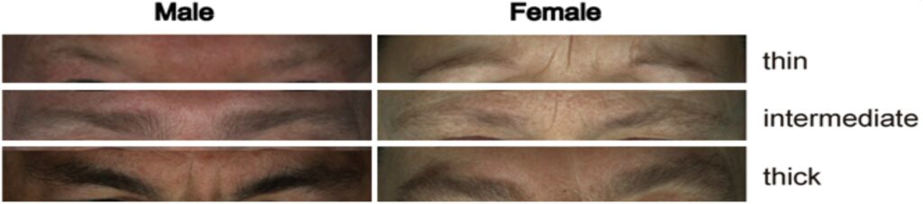 eyebrow thickness classified