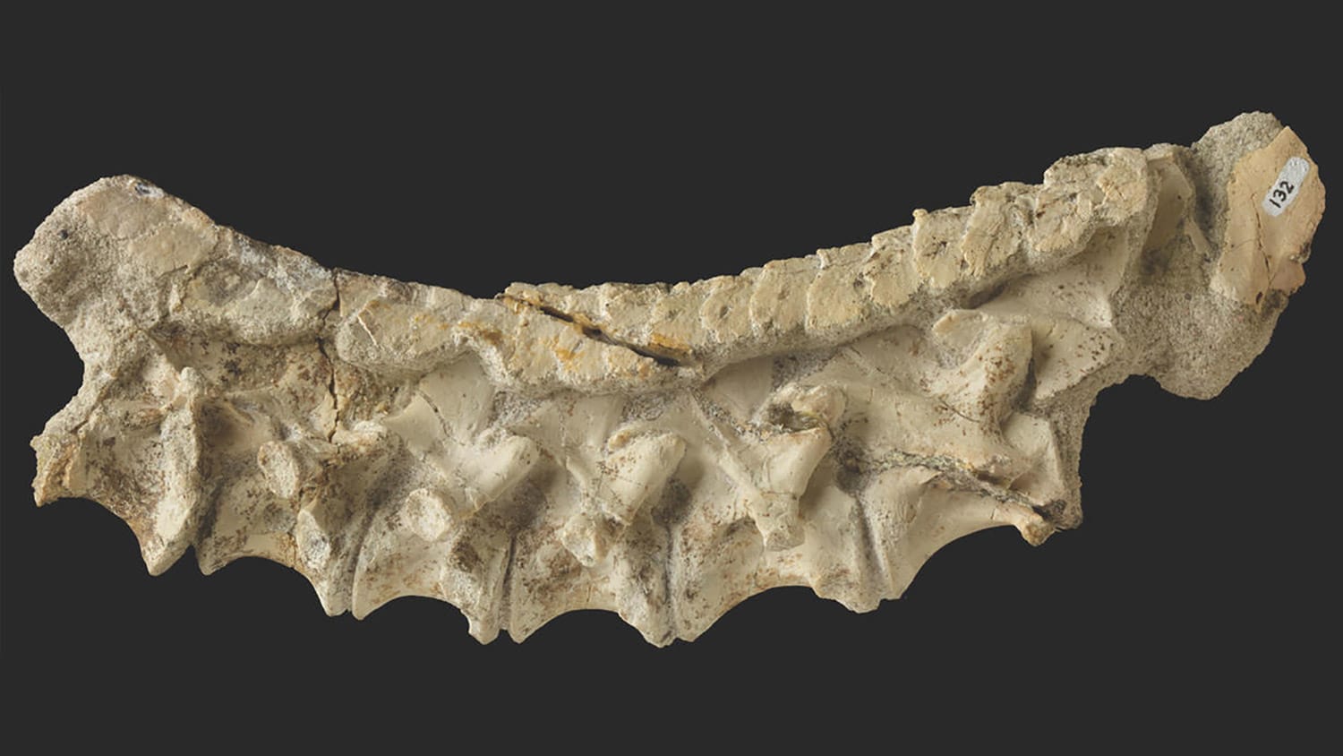 fossilized cervical vertebra