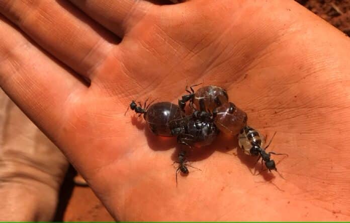 Australian honeypot ants