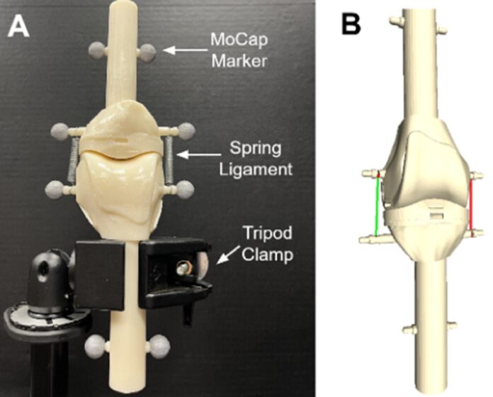 Image showing knee model.
