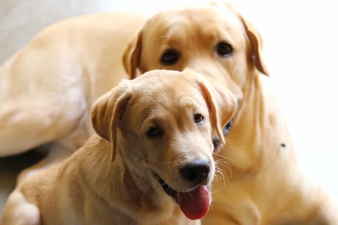 image showing two dogs