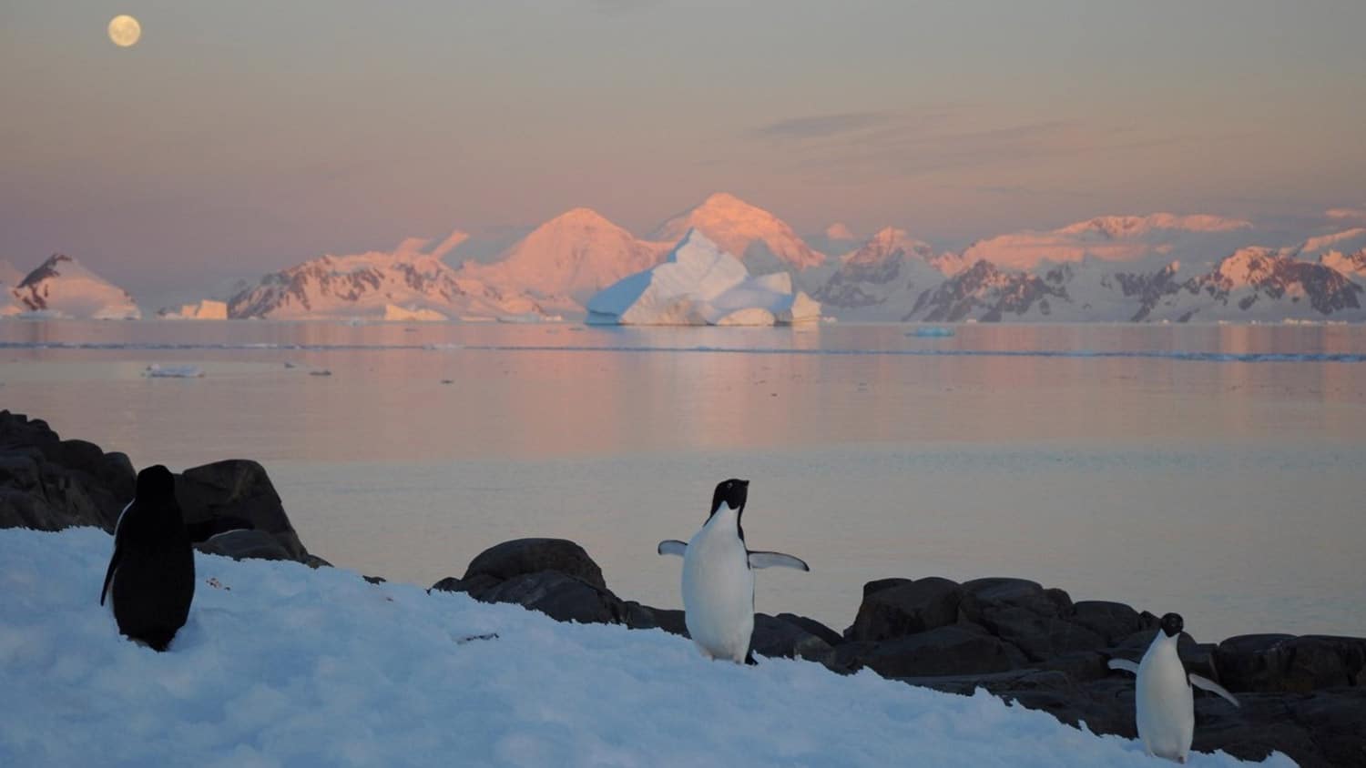 Penguins and a seal on the Antarctic Peninsula