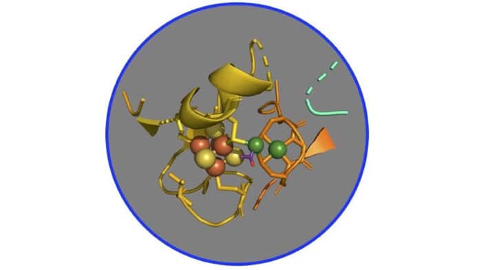 The active site of ACS