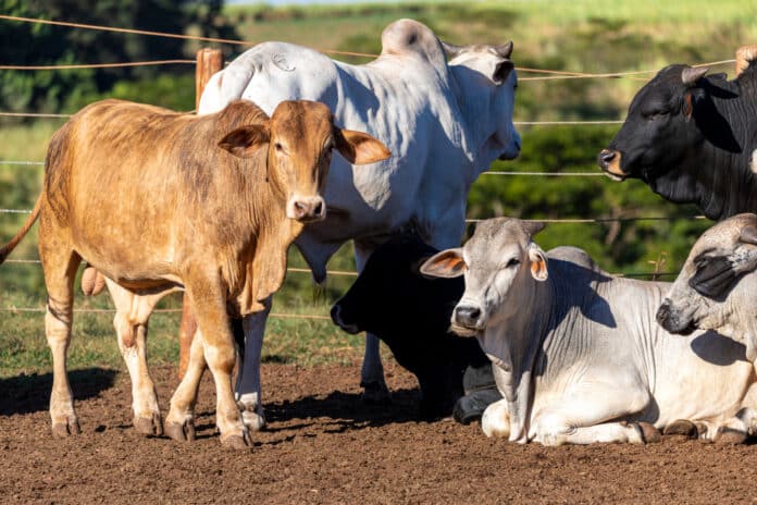 Image showing cow livestock