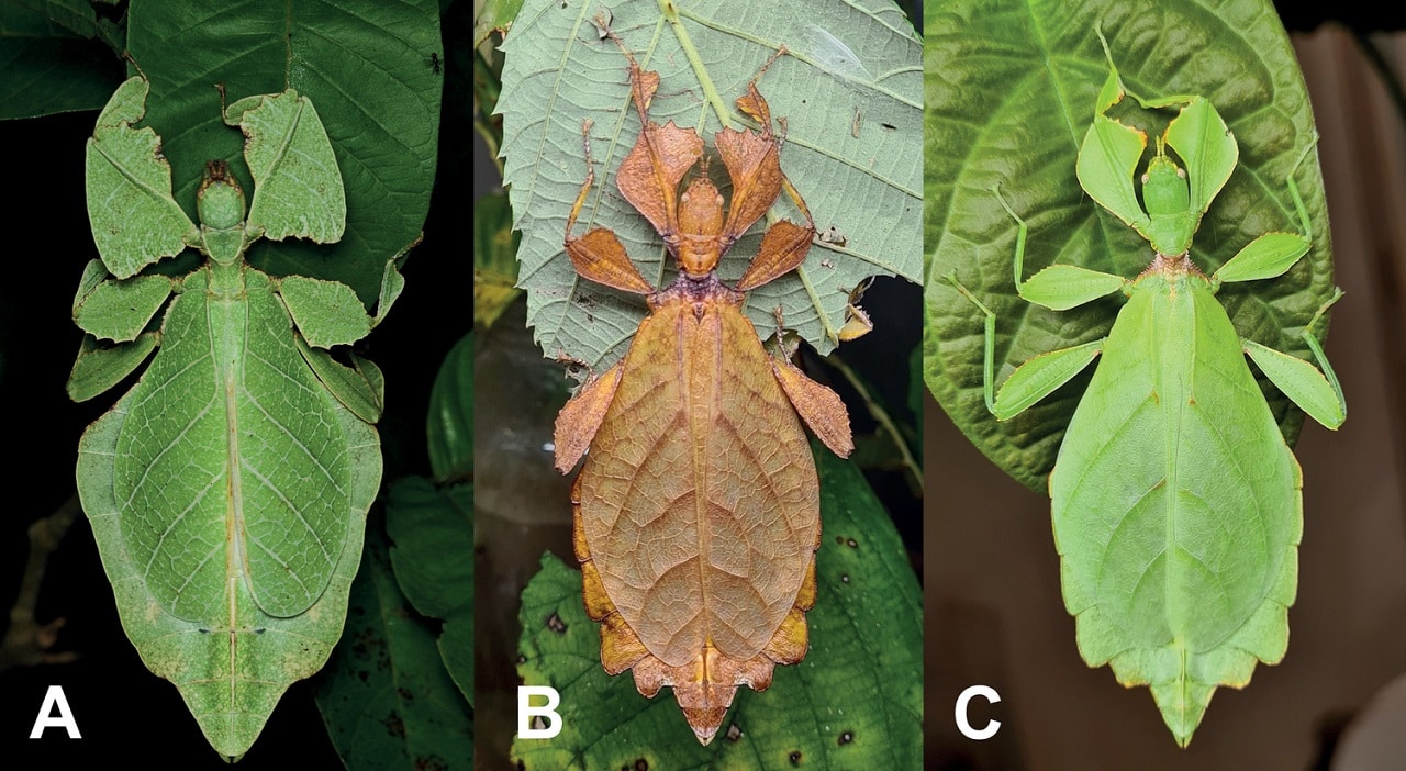 Image showing leaf insects.