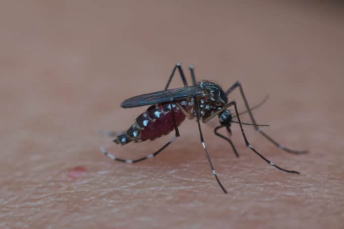 Image showing Masquito
