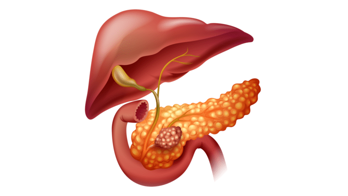 Image showing pancreas