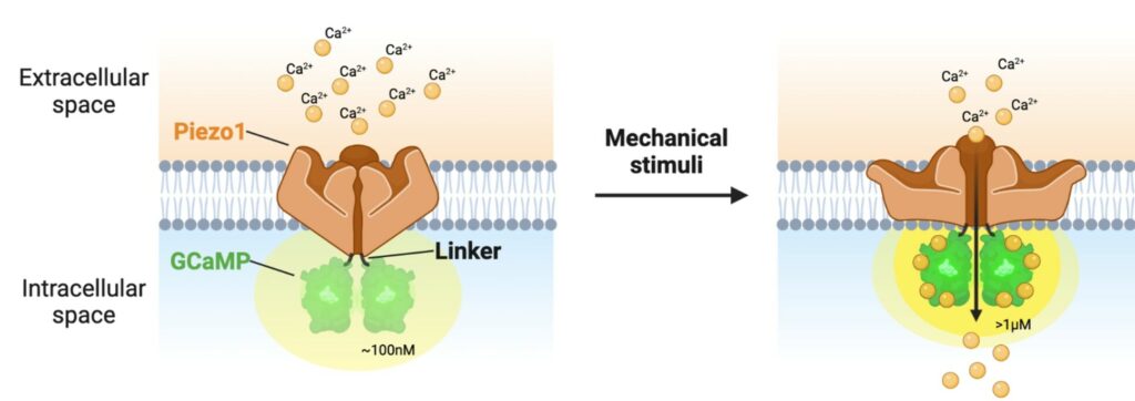 Image showing The working principle of the GenEPi biosensor (green). Piezo channels open in response to mechanical stimuli, allowing influx of calcium ions which causes GenEPi to fluoresce