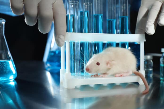 Image showing rat in chemical lab.