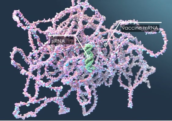 Image showing siRNA is much smaller than the mRNA used in vaccines