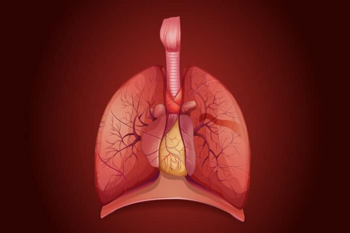 Diagram showing lungs and thymus