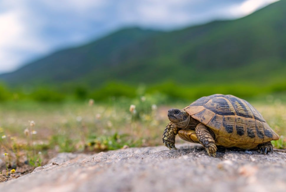 Image showing tortoise.