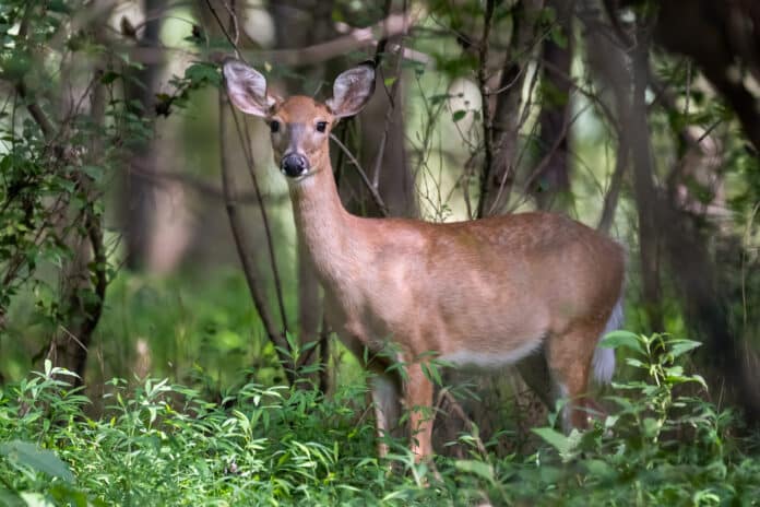 Image showing white tailed deer