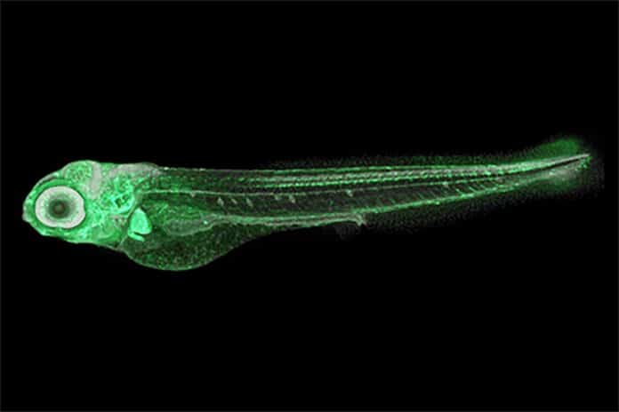 Image showing four-day-old zebrafish. This zebrafish larva has been genetically modified so that the bone-forming cells in the face emit a green fluorescence. Normally, they are colorless and transparent, thus almost invisible at this stage. As embryos, their head and tail start to form after just 16 hours. As adults, they grow to be just 2-5 centimeters long.