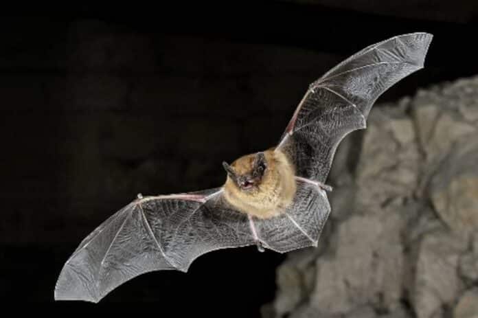 Image showing bat.
