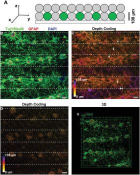 Bioprinted cortical neurons