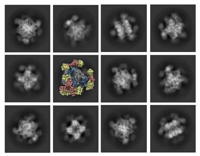 Image showing A series of cryo-EM images. The greyscale photos represent 2D projections of multiple views of the imaging scaffold attached to a target protein; the color image illustrates the 3D reconstruction derived from 2D projections.