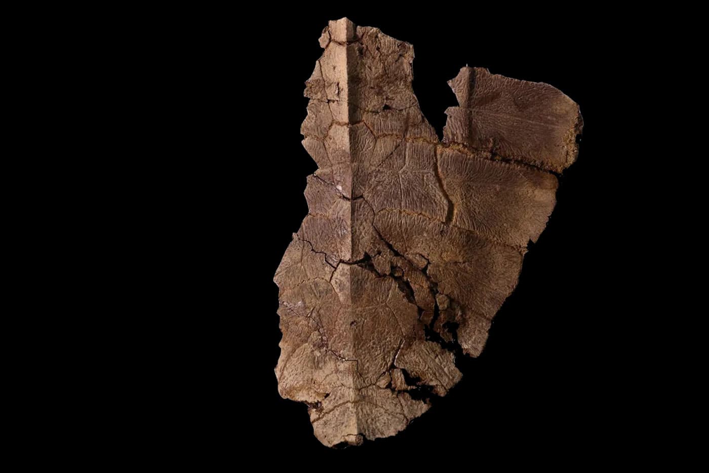 Los científicos encontraron ADN en un antiguo fósil de caparazón de tortuga