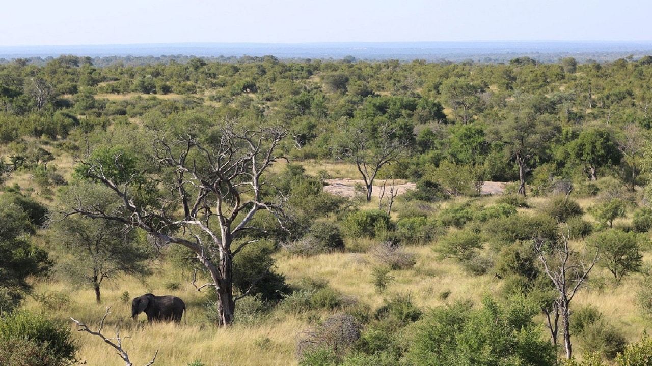 Image showing Kruger National Park, South Africa.