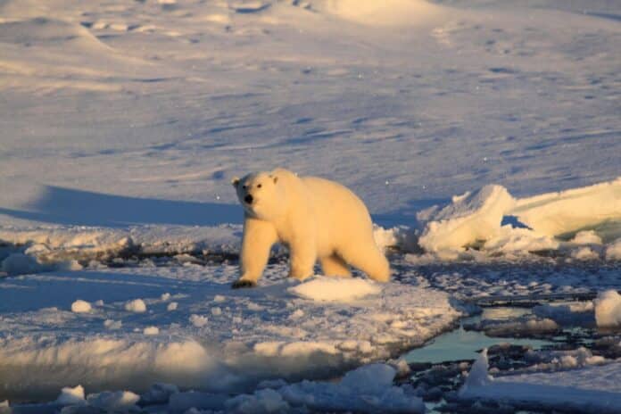 Image showing Polar bear on Ice.