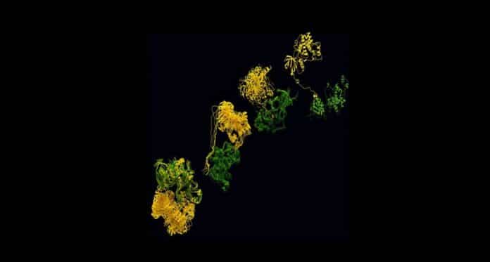 Image showing Simulation of the nuptial dance of the two kinases identified by the research team.