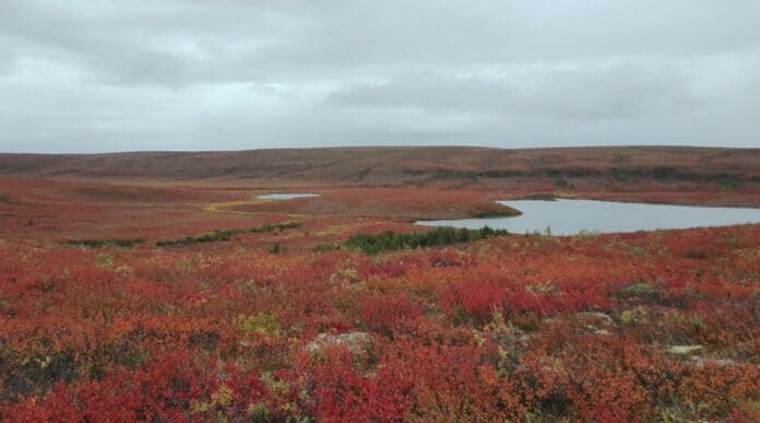 Image showing Upland Tundra Landscape Autumn.