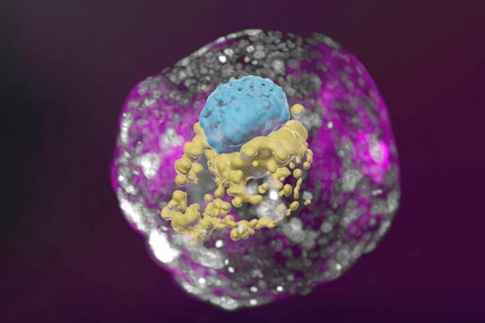 stem cell–derived human embryo model