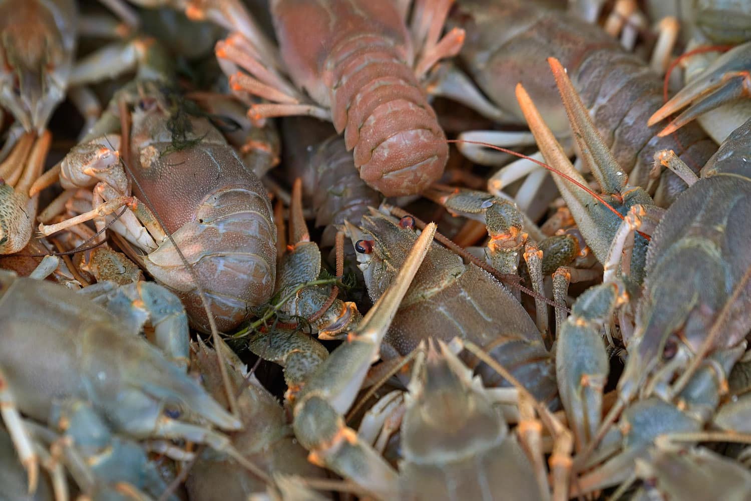 Image showing crayfish
