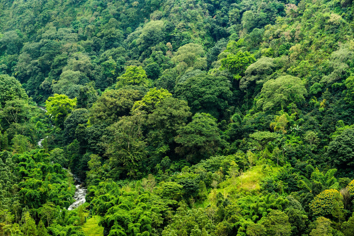 Image showing tropical forest