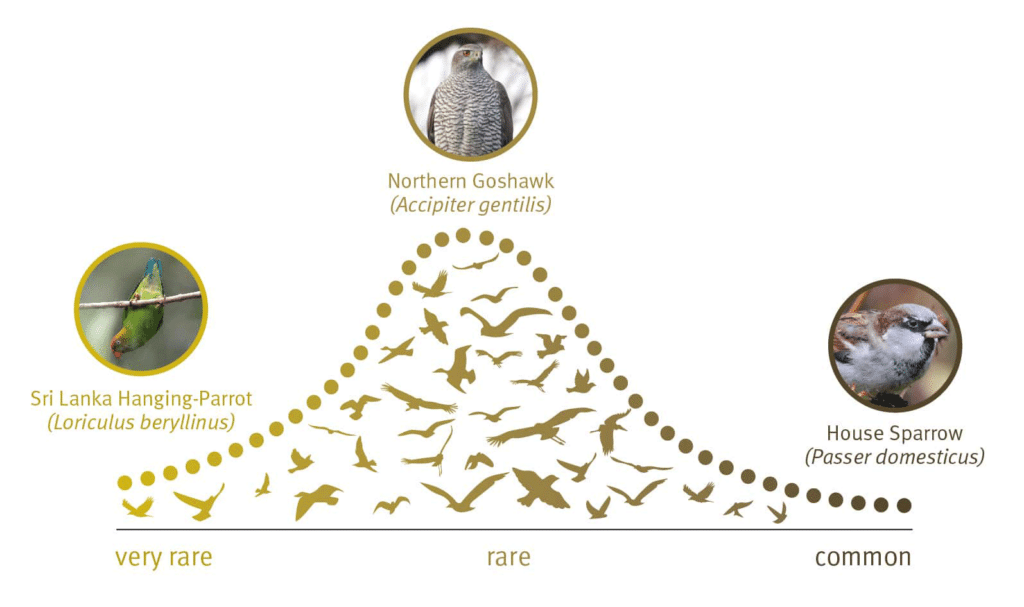 The global species abundance distribution (gSAD) has been fully unveiled for birds and shows a potentially universal pattern: There are a few very rare species like the Sri Lanka Hanging-Parrot, many rare species like the Northern Goshawk, and few common species like the House Sparrow. This pattern was first proposed by F. W. Preston in 1948 (Picture: Gabriele Rada (illustration), Corey Callaghan (photos))