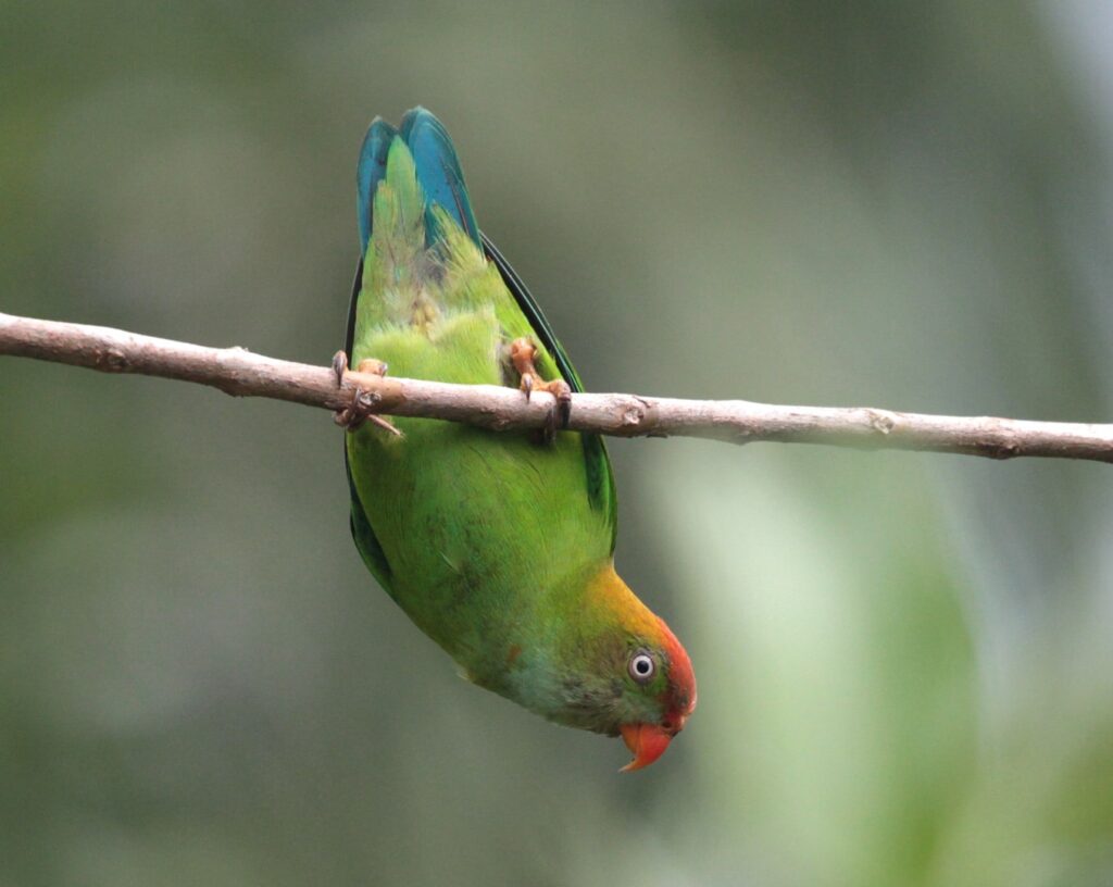 The Sri Lanka Hanging-Parrot (Loriculus beryllinus) lives only in Sri Lanka.