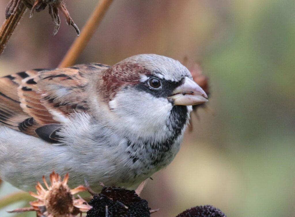 The House Sparrow (Passer domesticus) is a very common species with a nearly worldwide distribution