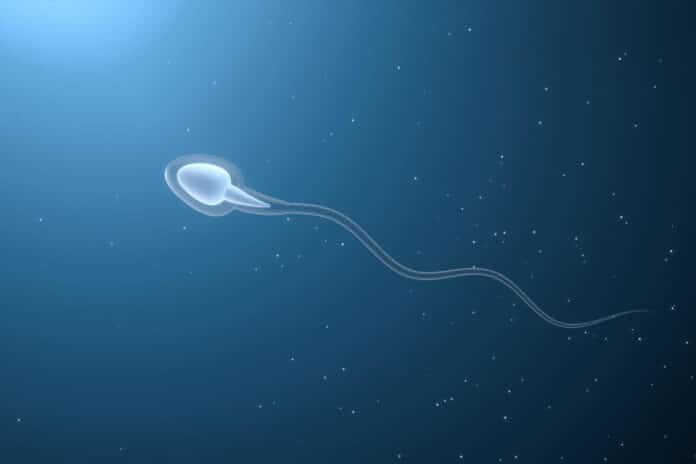 Image showing sperm