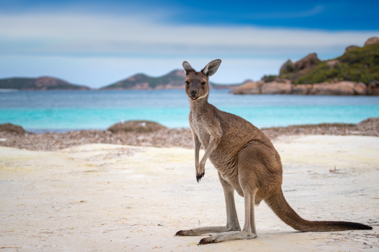 Image showing Kangaroo